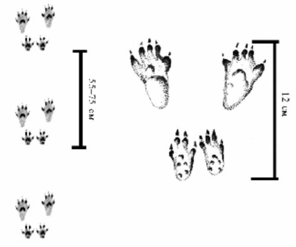Следы белки