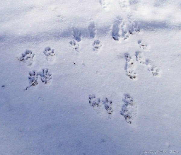 Следы бурундука на снегу