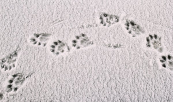 Следы ежика на снегу