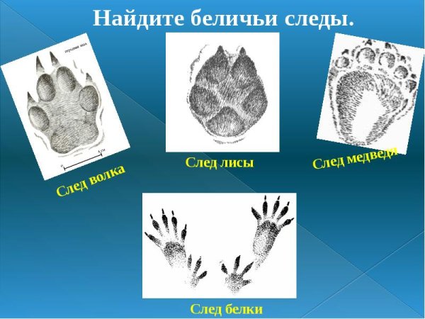 Следы зайца белки лисы