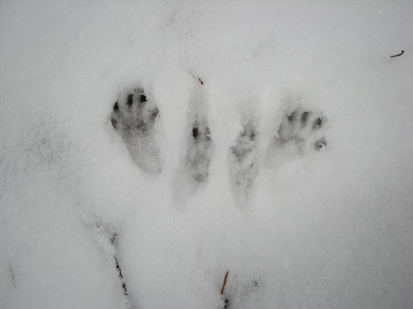 Беличьи следы на снегу