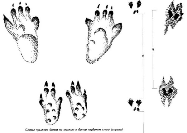 След зайца рисунок