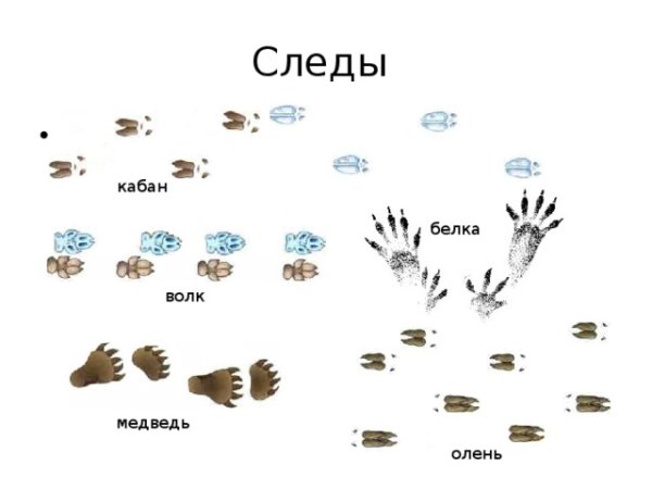 Следы животных на снегу белки