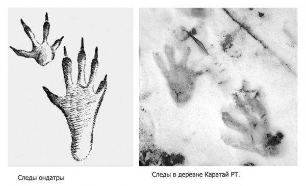 Следы ондатры