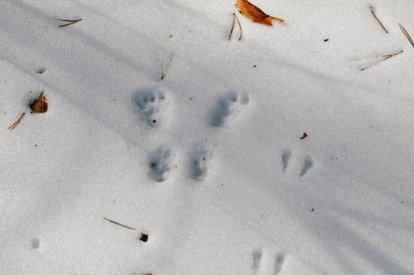 Беличьи следы на снегу