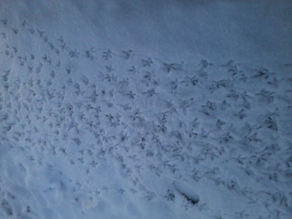 Следы воробья на снегу