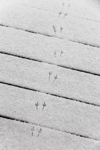 Птичьи следы на снегу