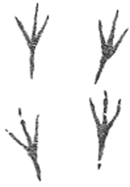 Следы воробья