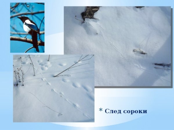 Следы птиц на снегу