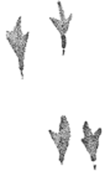 Следы вюснигиря на снегу