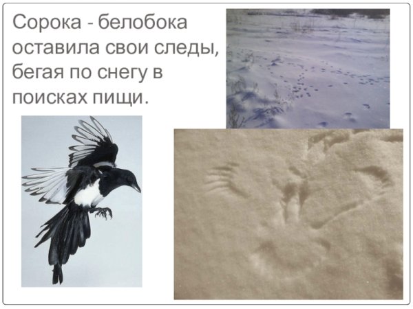 Следы сороки и вороны
