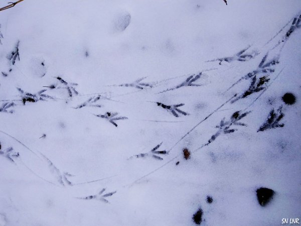 Следы птиц на снегу