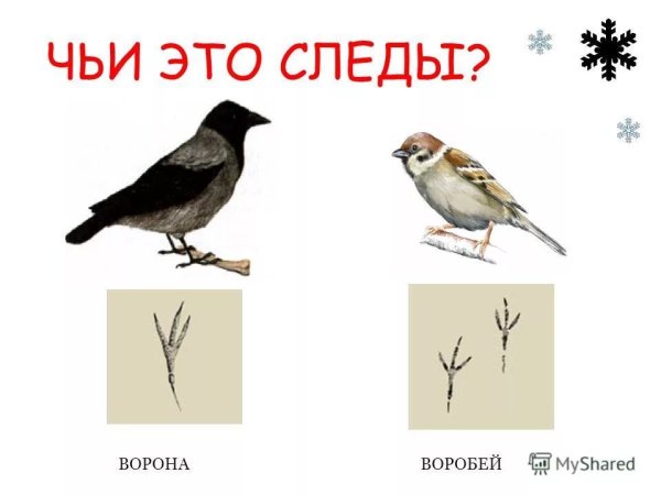 Следы птиц на снегу воробья