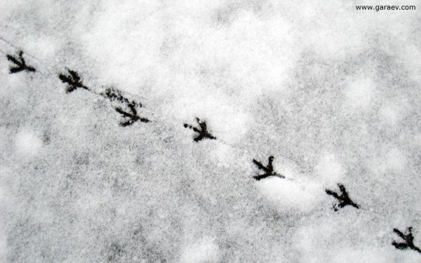 Следы птиц на снегу