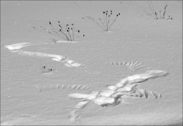 Вороньи следы на снегу