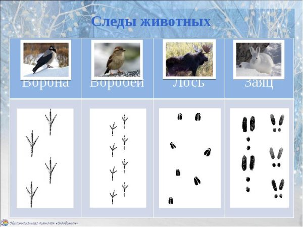 Следы животных и птиц