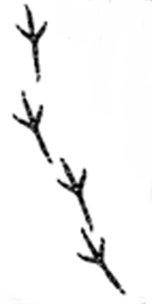 Следы сороки на снегу