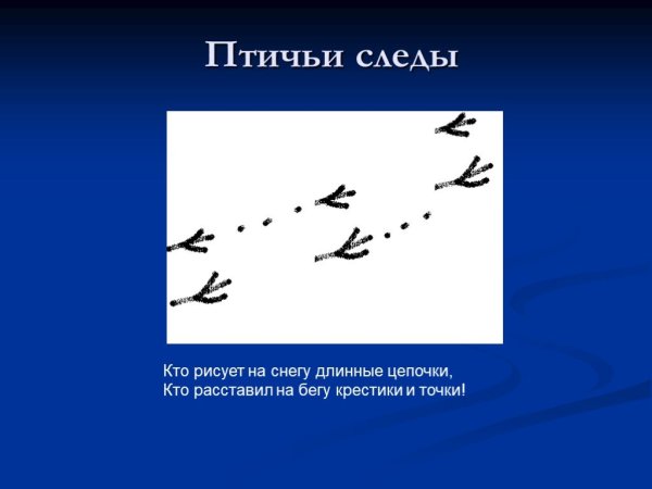 Следы зимующих птиц на снегу