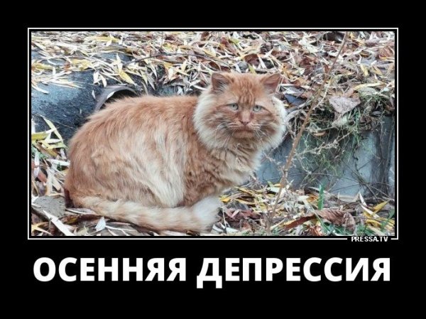 Осенняя депрессия приколы