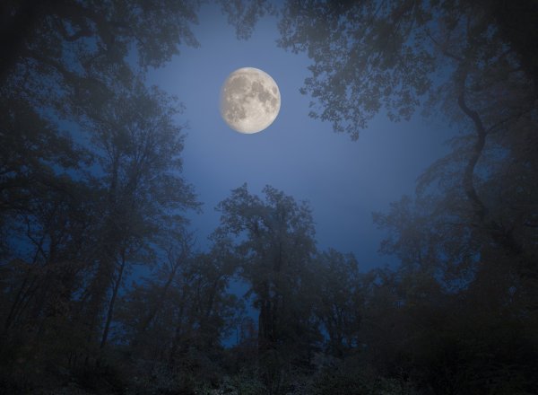 Ночь лес Луна