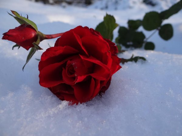 Бордовые розы на снегу