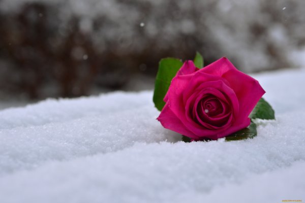 Шикарные розы и снег
