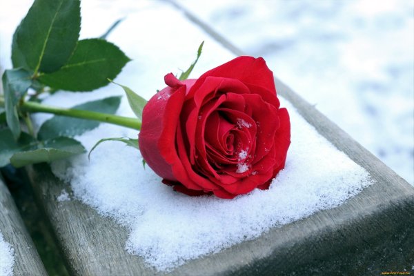 Белые розы на снегу: подборка картинок