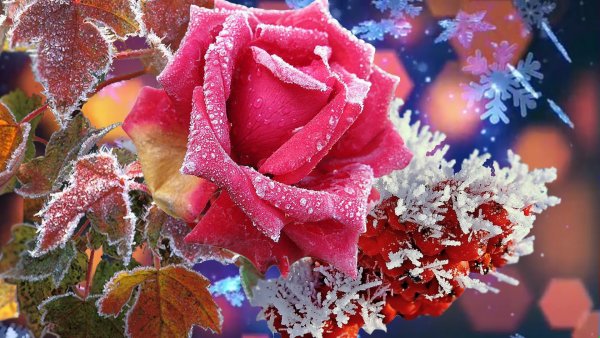Цветы зимой