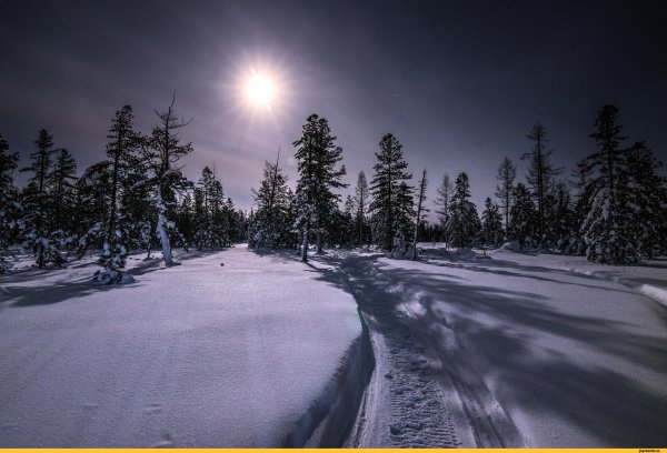 Лес снег ночь