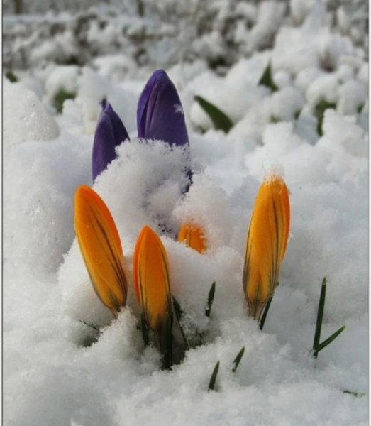 «Крокусы под снегом»