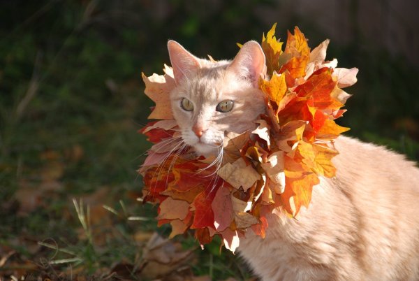 Осенний котик