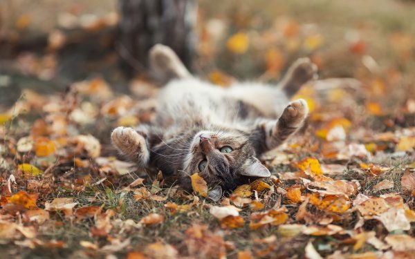 Котики осенью