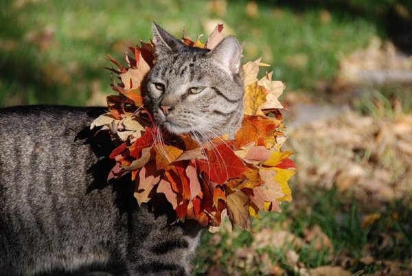 Юмор осень коты