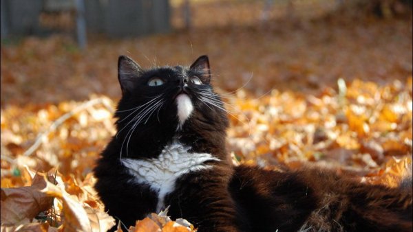 Смешной кот осенью