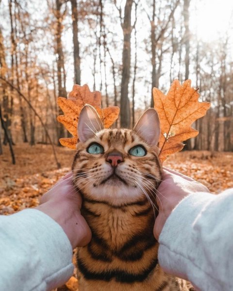 Осенние коты прикольные
