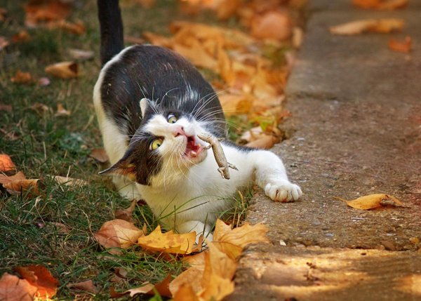 Смешной осенний котик
