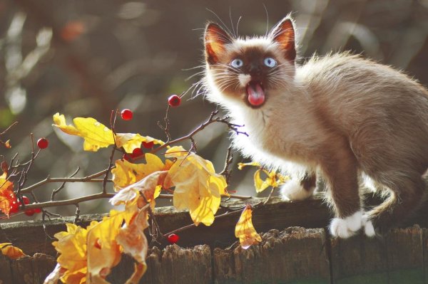 Осенний котик