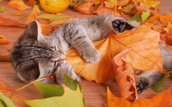 Осенний котик