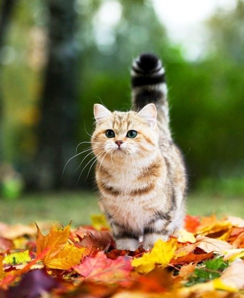 Котята осень