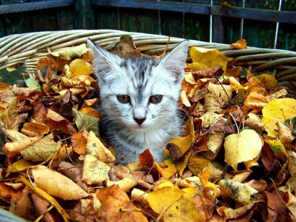 Котенок в листве