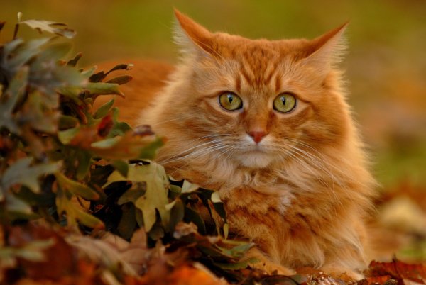 Рыжая кошка