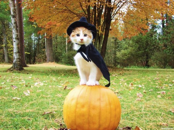 Котик Хэллоуин