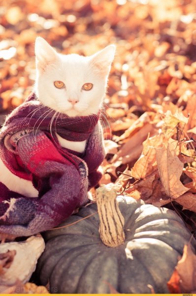 Осенний котик