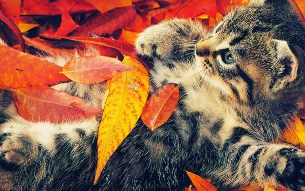 Осенний котик