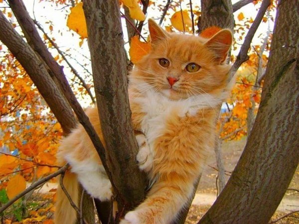 Осень кот на дереве