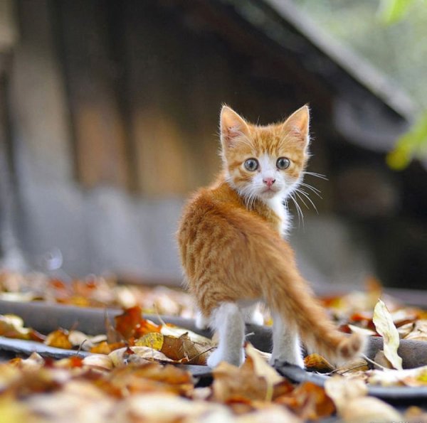 Рыжий котенок на улице