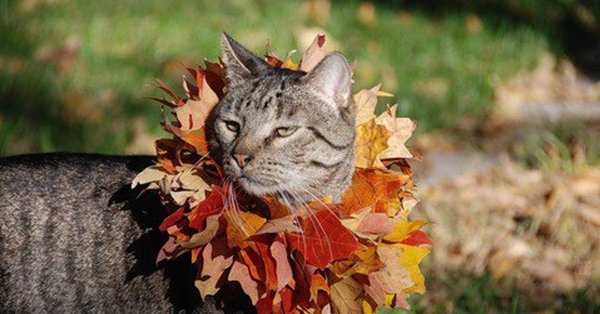 Осенний букет и котик