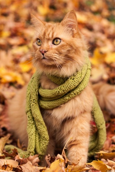 Осенний кот