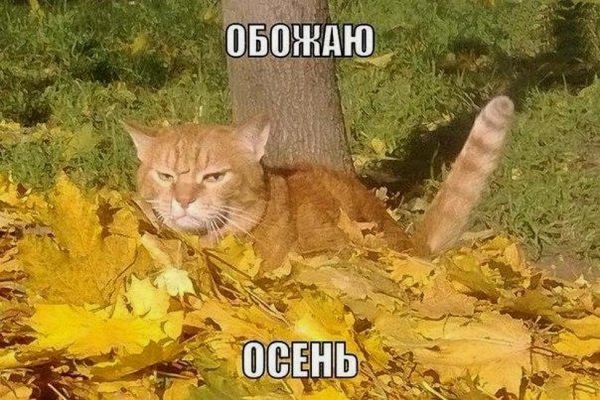 Шутки про осень