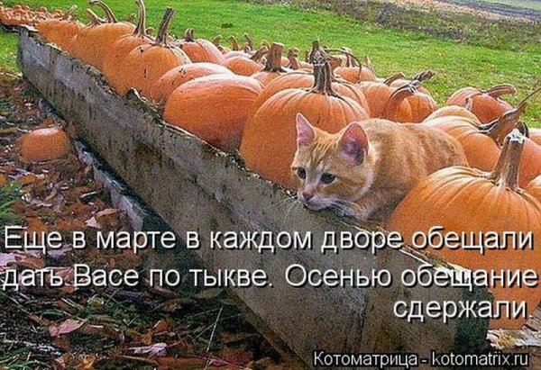 Осенние шутки и приколы